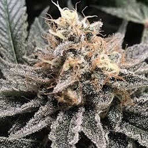 Animal Cookies